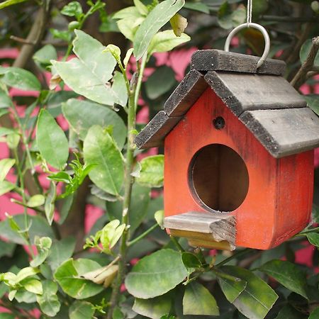 Colibri B&B Mexico Extérieur photo