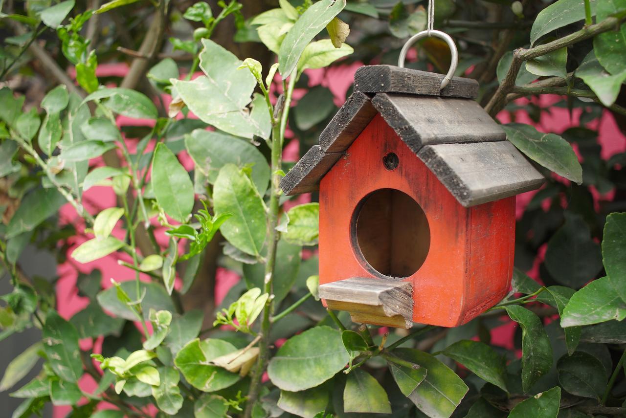Colibri B&B Mexico Extérieur photo